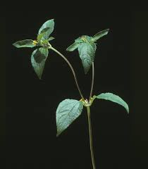 Image result for Synedrella nodiflora