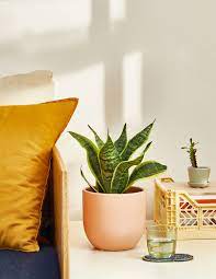 Is that plant is an organism that is not an animal, especially an organism capable of photosynthesis typically a small or herbaceous organism of this kind, rather than a tree while skin is (uncountable) the outer protective layer of the body of any animal, including of a human. The Benefits Of Having Plants In Your Home Plant Care Tips The Sill