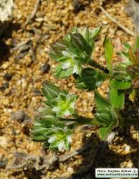 Image result for Polycarpon tetraphyllum