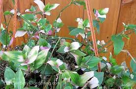This tricolor wandering dude is thriving. Wandering Jew Plant Care Guide How To Grow Care For Your Plant