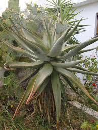 Image result for Aptosimum marlothii