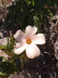 Image result for Afroqueta