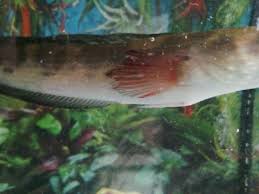 Fin rot is a condition usually caused by either the aeromonas, pseudomonas, or vibrio bacteria. Bleeding Rotting Fin Snakehead Fin Rot Monsterfishkeepers Com