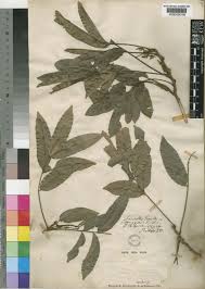 Image result for Deinbollia