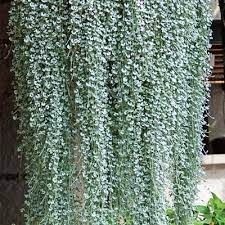 Vines Climbers Silver Falls Dichondra Silver Falls Dichondra Plants Silver Falls Plant
