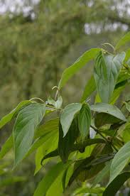 Image result for Piper capense