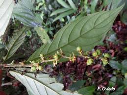 Image result for Bertiera