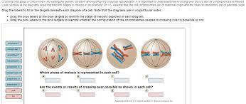 Zygotic meiosis or initial meiosis occurs only in protists and fungi. Crossing Over Plays A Critical Role In Increasing Chegg Com