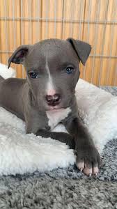 Bluey prefers sleeping with his teddy or parents