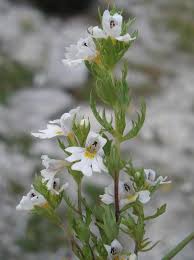 Image result for Sopubia ramosa