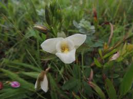 Image result for Eulophia hians