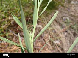 Image result for Cliffortia serpyllifolia