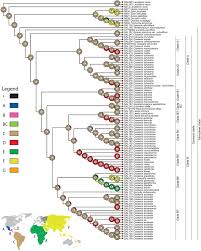 Image result for Casearia gladiiformis