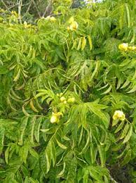 Image result for Senna floribunda