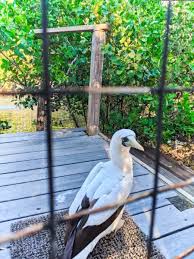 You'll come across a fantastic range of laura quinn wild bird sanctuary package deals on travelocity. Masked Boobie At Laura Quinn Wild Bird Sanctuary Key Largo Florida Keys 2020 1 2 Travel Dads