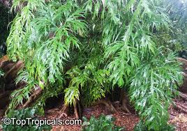 Philodendron Warszewiczii Philodendron Toptropicals Com