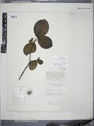 Image result for Rytigynia acuminatissima