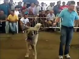 Kangal Vs Rottweiler Kopek Dovusu Videolari 18 Video Dailymotion