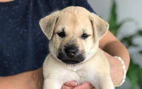 Did you know that most dogs do not have a home due to no fault of their own? Puppies Rescued From The Meat Market Up For Adoption The Star