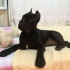 Satilik Cane Corso Yavru Bu Kadar Cane Corso Da Bizi Tavsiye Eden Ve Bu Kadar Cane Corso Secimi Bizden Yana Tercih Eden I With Images Cane Corso Cane Corso Dog Corso