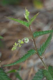 Image result for Tragia shirensis