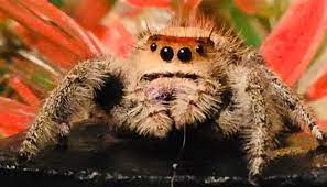 We did not find results for: A Day In The Life Of A Spider Breeder The Lutrinae