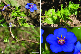 Image result for Lysimachia arvensis