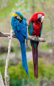 Birds That Start With Blue Blue Yellow Macaw Scarlet Macaw Pet Birds Blue Gold Macaw Beautiful Birds