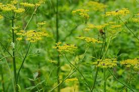 Some plants are very healthy and some can add a flavor to your table that can not be bought. Wild Parsnip Harmful Invasive Plant In The Adirondacks