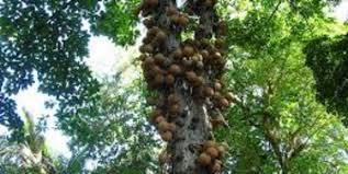 Check spelling or type a new query. Petition Save The Brazil Nut Trees Called Para Nut Trees It S Awsome Superfood Help Now