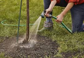 A properly planted healthy tree with a sturdy trunk and root system doesn't need tree supports. How To Plant A Tree Better Homes Gardens