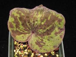 Image result for Nervilia sp.no.4