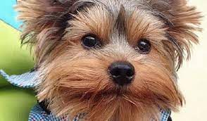 Tips And Tricks On Grooming Your Dog S Lashes Yorkie Passion