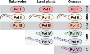 Rna is created using a process known as transcription. Evidence For A Unique Dna Dependent Rna Polymerase In Cereal Crops Biorxiv