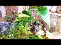 نباتات وافكار جديدة لتزيين المطابخ اجعلي بيتك جنة كبيتي Youtube Plants Vegetables Cabbage