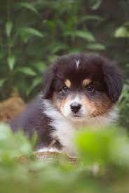 Wenn wirkliche interesse besteht und sie sich bewusst sind das gerade husky welpen viel zeit und liebe brauchen dürfen sie sich gerne melden. Dieser Aussie Welpe Sucht Ein Neues Zuhause Aussie Welpen Welpen Australian Shepherd Welpen