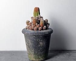 Altman plants, where all of the plants in big box stores come from in the us. Kazuer Green Egg Store Hong Kong Cactus Succulent Green Eggs Succulents Green