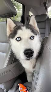 Having pet info handy and not sharing with strangers