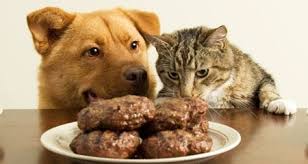 Thinking about giving your kitty some of the extras off your plate? 10 Human Foods Dogs Cats Can T Eat Petcoach