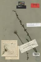 Image result for Alectra orobanchoides