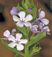 Image result for Teedia lucida