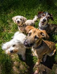 Senior home care in and around richmond, va includes help with bathing, dressing, meal preparation and grocery shopping, medication reminders, companionship and much more. Veterinarian In Richmond Vet Near You Cary Street Vet