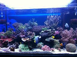 These corals can be found in the pacific and the indian ocean. Most Beautiful Reef Tanks All Time Ratemyfishtank Com