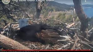 We did not find results for: Nest Webcam Big Bear Bald Eagle Chick Dies While Hatching Krcr