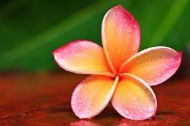 The Meaning Of The Frangipani Flower Plumeria Flowers Frangipani Tattoo Frangipani