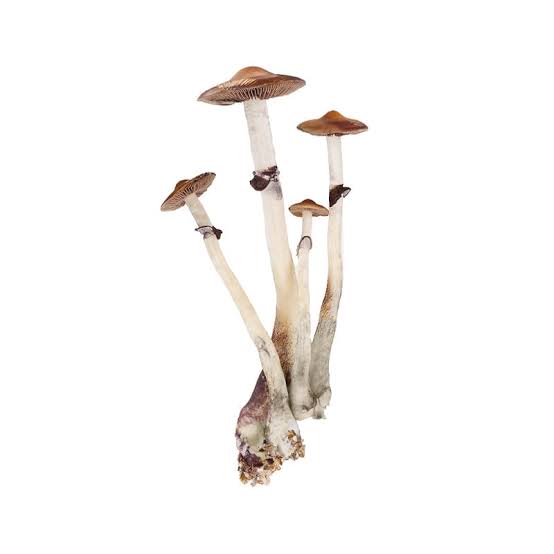 Dried Jedi Mind Fuck (Psilocybe cubensis) specimens, AI generated