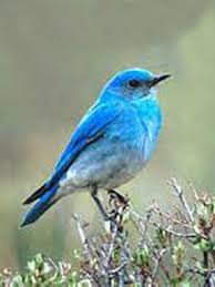 Big Black Birds In Missouri State Bird Of Missouri Bluebird Blue Bird Common Birds State Birds