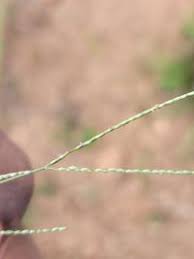 Image result for Digitaria longiflora
