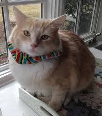 Birds Be Safe Collar Here S Dexter He Looks Like A Real Sweetheart But Like Many Cats He Has A Natural Hunting Instinct Now He S Dressed Up In Bright B Cat Collars Cats Animals