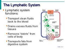 Lymphatic System Notes Lymphatic System Notes Lymphatic System Lymphatic System Functions
